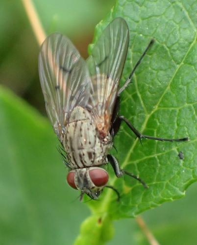 Réf. 222 097 : Helina evecta
